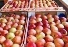 Rekordowy import jabłek