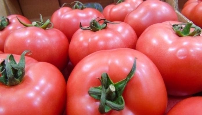 Zbiory pomidorów w Europie