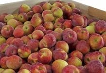 Hurtowe ceny jabłek i gruszek 6 – 8 lutego