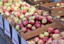 Bronisze: droższe jabłka i warzywa
