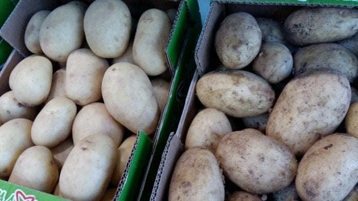 Różne odmiany ziemniaków