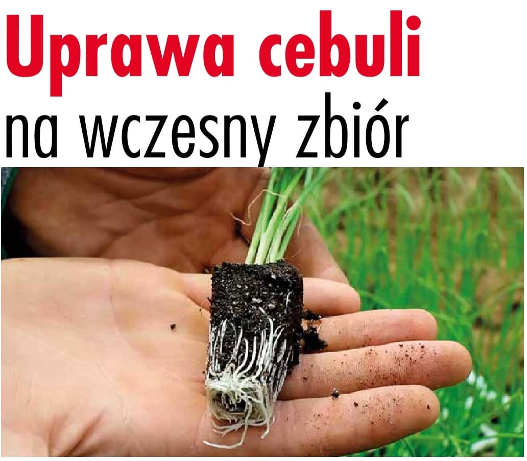 Uprawa cebuli na wczesny zbiór - Warzywa.pl