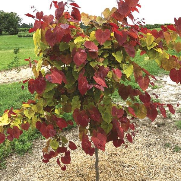 Cercis Flame Thrower