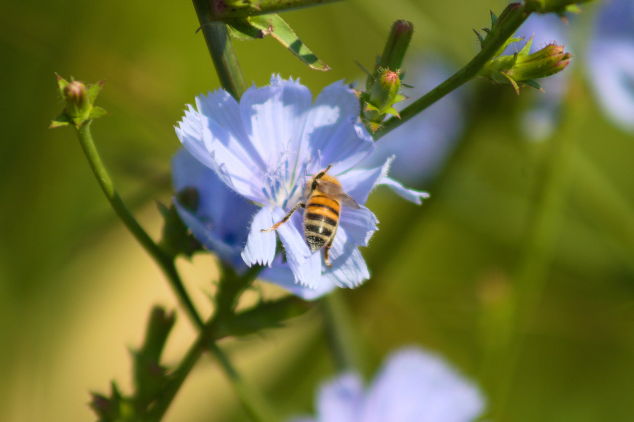 Pszczoła na łące kwietnej - zbliżenie na owada zapylającego kwiat