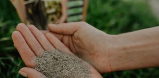 Nawozy naturalne i ekologiczne. Jak i czym nawozić ogród, aby rośliny kwitły obficie i zdrowo